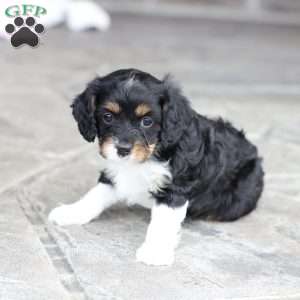 Brynn, Cavapoo Puppy